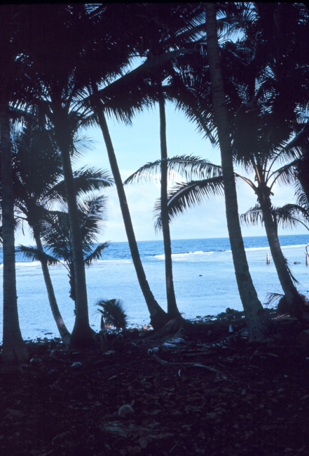 Fringing reef as seen through palm trees