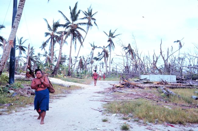 Remains of coconut plantation after direct hit by Typhoon Amy