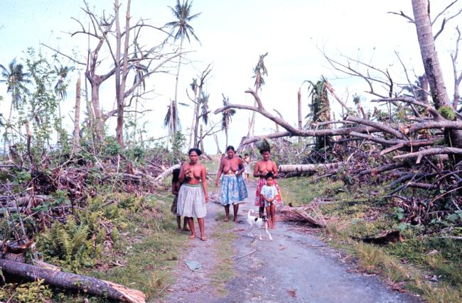 Breadfruit trees destroyed by Typhoon Amy