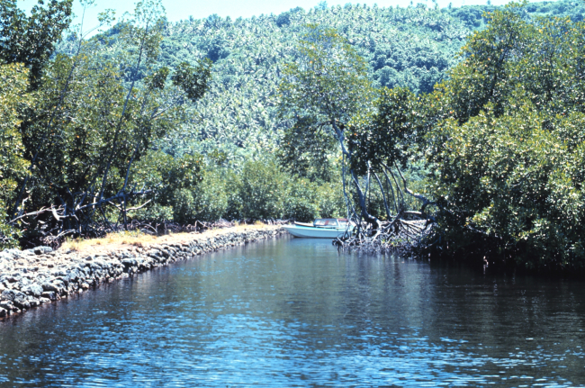 World War II causeway in mangrove swamp area