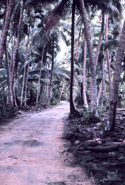 Palm lined main road on Yap