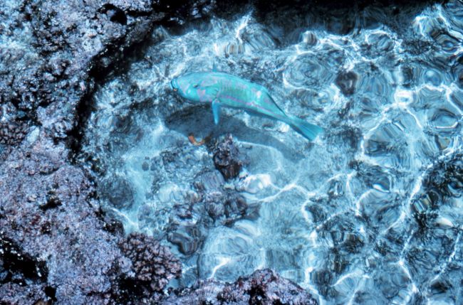 Stranded parrotfish in tidal pool at low tide on Laysan Island