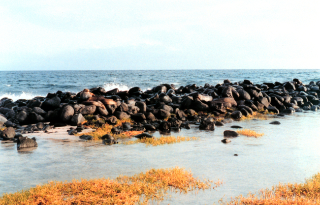 Galapagos sea lions - Zalophus californianus wollebacki