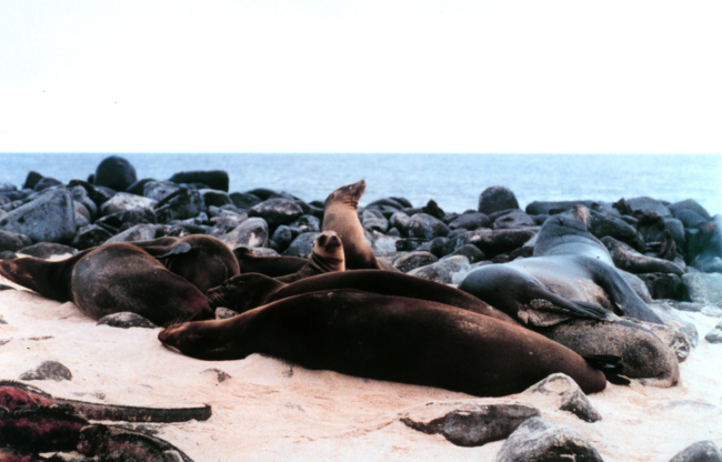 Galapagos sea lions - Zalophus californianus wollebacki
