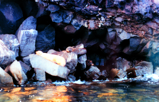 Galapagos sea lions - Zalophus californianus wollebacki - lounging on basaltblocks along a volcanic rock shoreline