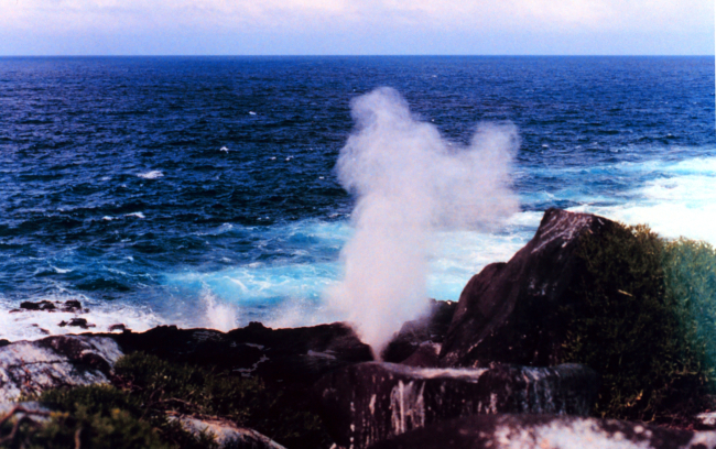 A blow-hole shooting pressurized water high into the air