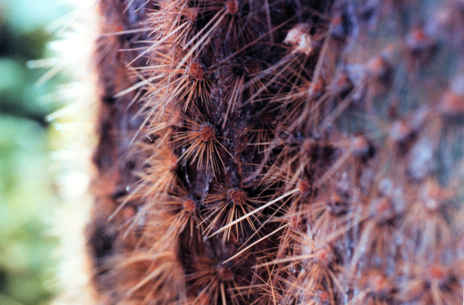 Prickly spines protecting a cactus plant