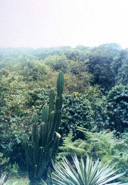 Large cactus amidst tropical vegetation