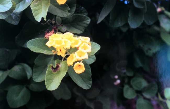 Galapagos flowers