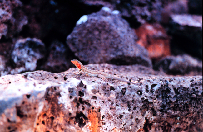 Small lava lizard