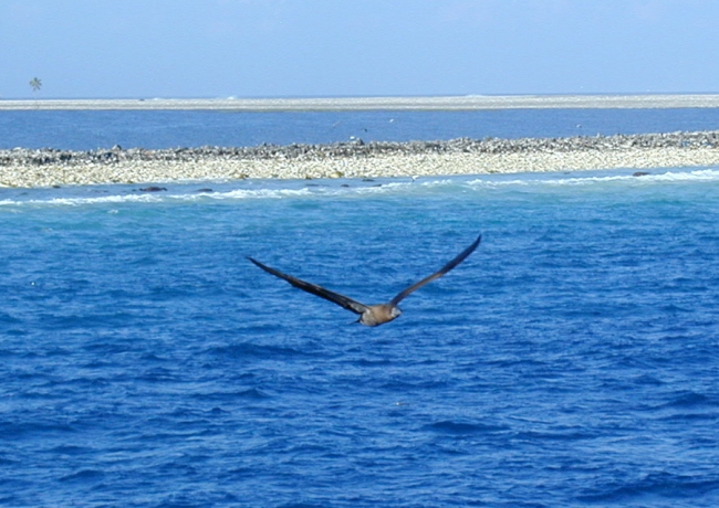 Clipperton Island, a classic atoll