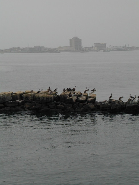 Pelicans line the breakwater at the harbor entrance to Callao, Peru
