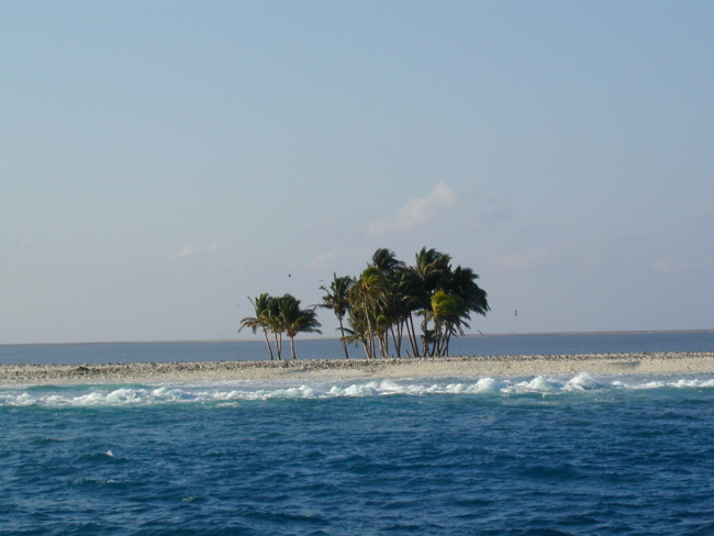 Palm trees on Clipperton Island