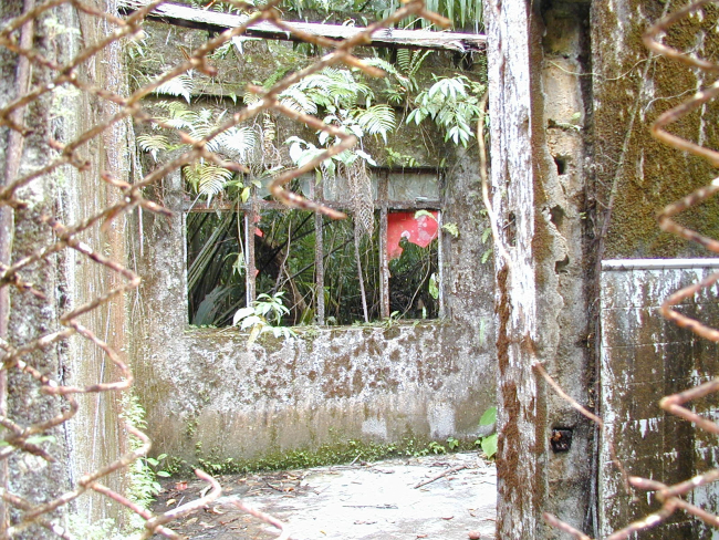 Overgrown and deteriorating prison walls at Isla Gorgona