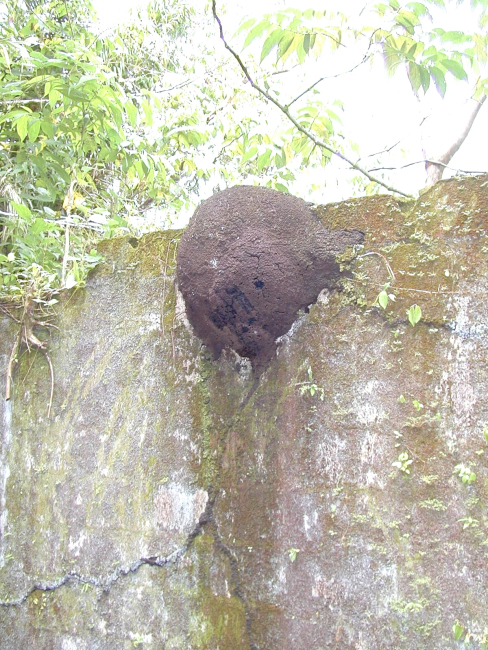 A termite mound built on a wall at the Isla Gorgona prison