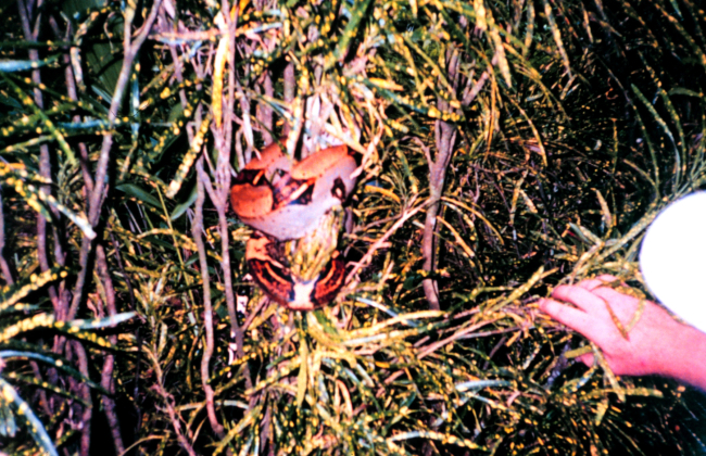 A boa constrictor in the bushes of Isla Gorgona