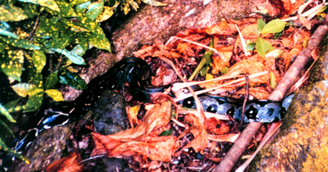 A boa constrictor on Isla Gorgona