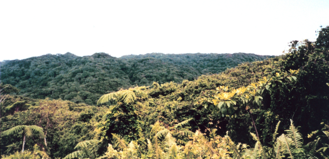 Jungle on the high hills of Isla Cocos
