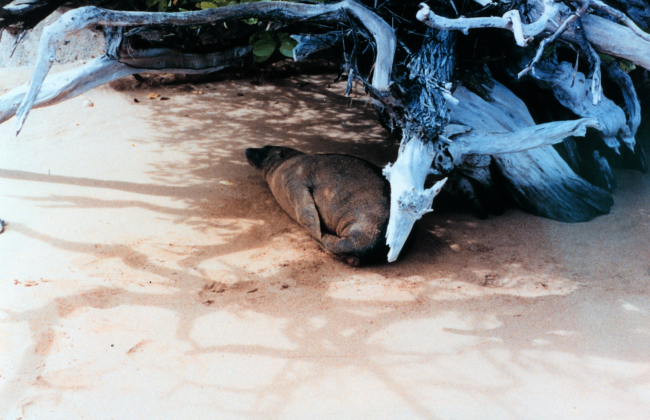 Sea lion taking it easy in the shade of dead tree roots