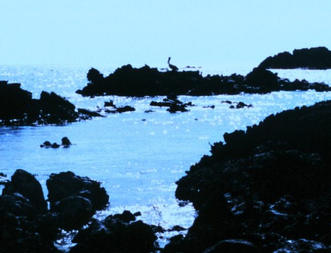 Pelican silhouetted in the bright sunglint