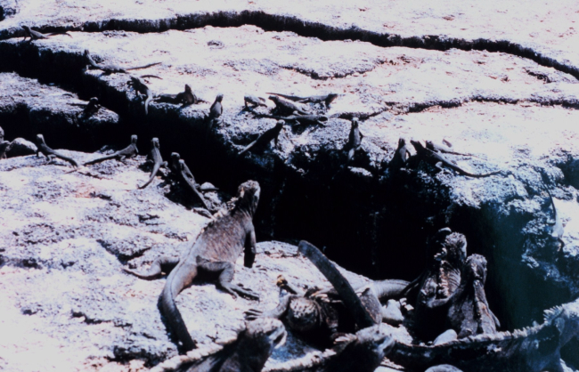 Marine iguanas confronted with an impediment to travel