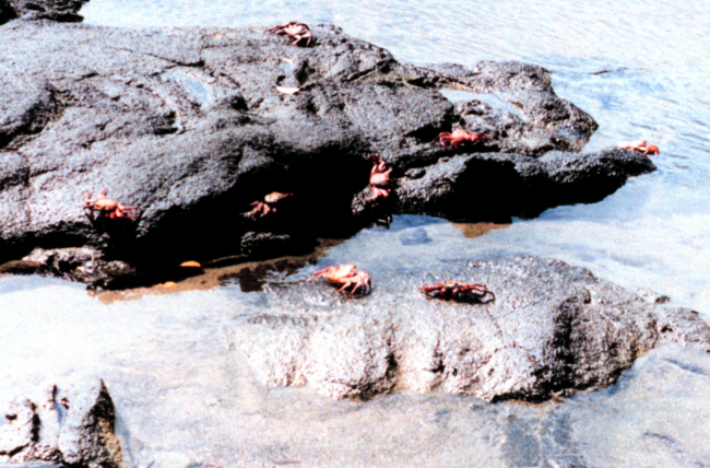 Sally Lightfoot crabs scrambling over the rocks