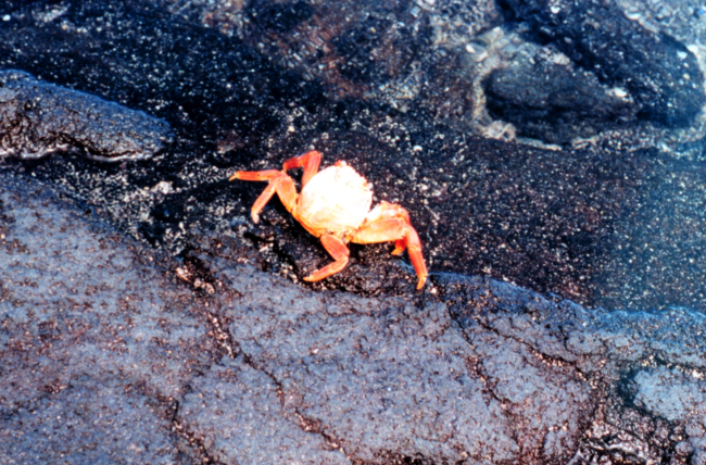 A Sally Lightfoot crab