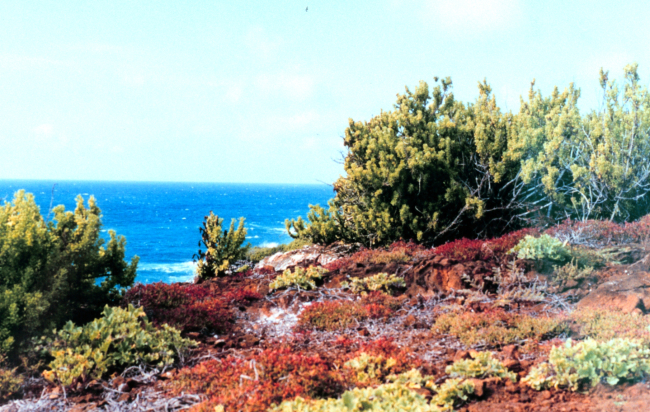 Red, green, and orange vegetation and an azure sea