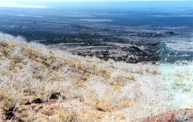 Looking over arid climate vegetation to a stark volcanic landscape