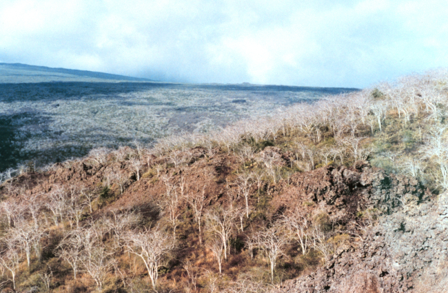 Arid climate vegetation over volcanic landscape