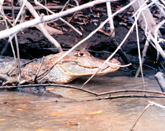 Cayman - Caiman crocodilus -  along a river bank