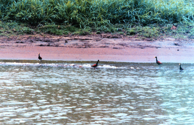 Northern jacana birds (Jacana spinosa)  patrolling for unsuspecting creaturesto eat