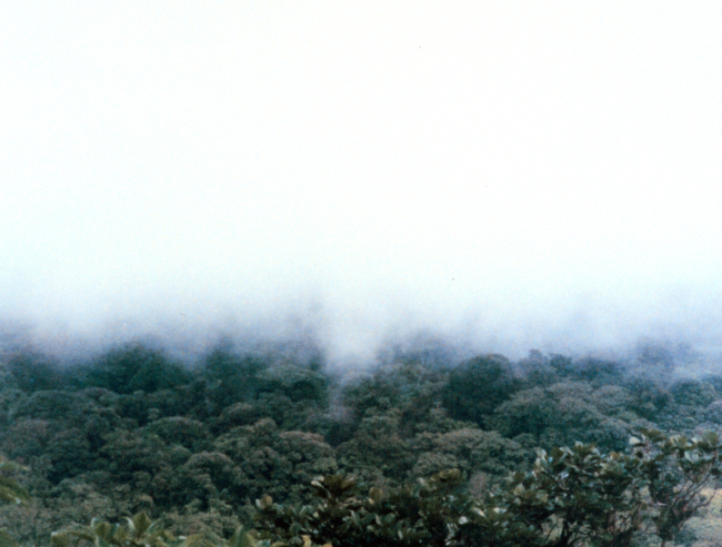 Costa Rican rain forest