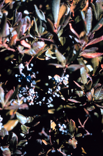 Narragansett Bay National Estuarine Research ReserveBayberry - Myrica pensylvanica