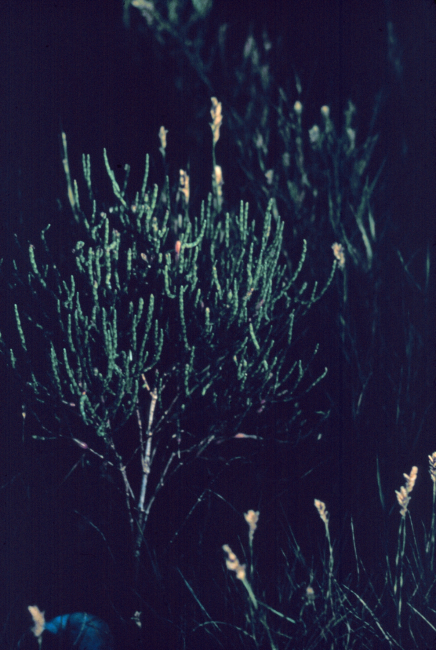 Narragansett Bay National Estuarine Research ReserveGlasswort - Salicornia europaea