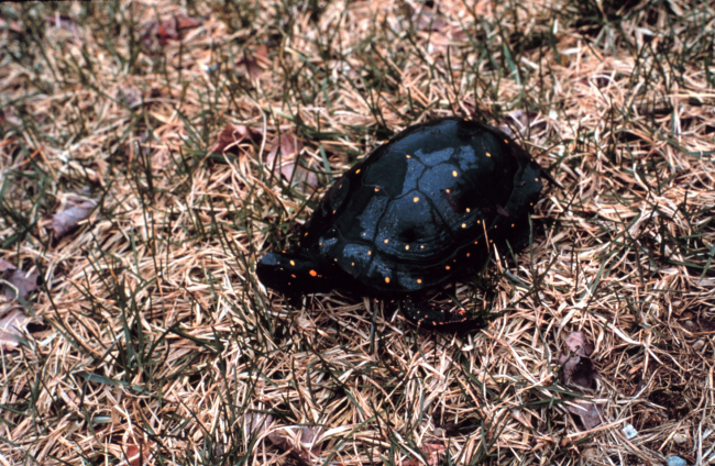 Narragansett Bay National Estuarine Research ReserveSpotted turtle - Clemmys guttata