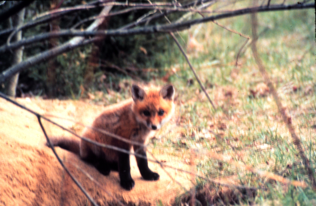 Narragansett Bay National Estuarine Research ReserveRed fox - Vulpes vulpes