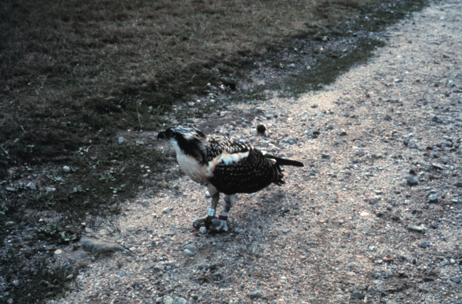 Narragansett Bay National Estuarine Research ReserveOsprey - Pandion haliaetus