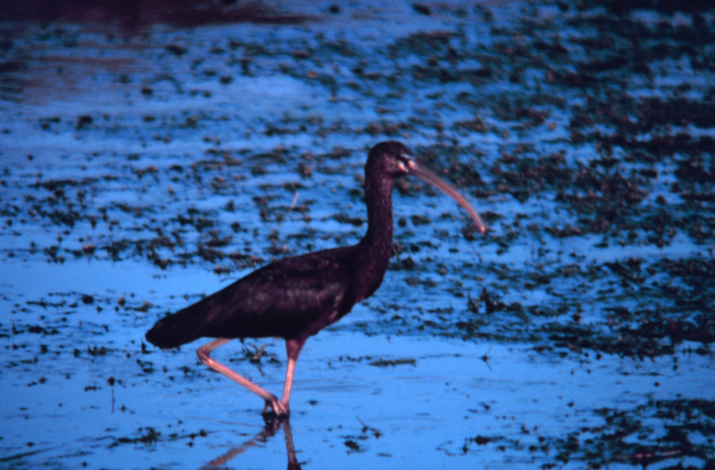 Narragansett Bay National Estuarine Research ReserveGlossy ibis - Plegadis falcinellus