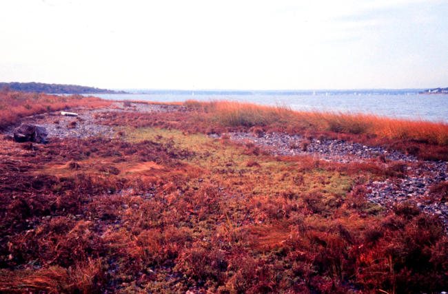 Narragansett Bay National Estuarine Research ReserveCobble beach community at Providence Point