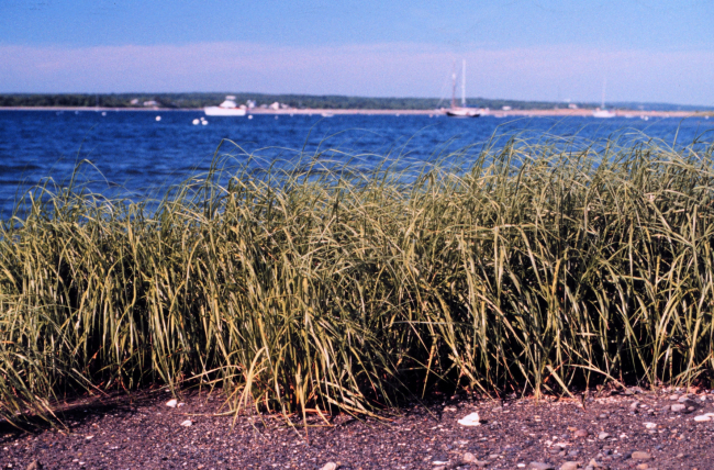 Narragansett Bay National Estuarine Research ReserveA stand of Spartina marsh grass at Potter Cove, Prudence Island