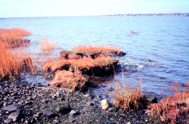 Narragansett Bay National Estuarine Research ReserveDislodged spartina at Providence Point, Prudence Island