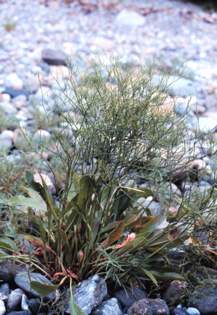 Narragansett Bay National Estuarine Research ReserveSea lavender - Limonium nashii