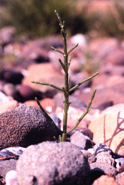 Narragansett Bay National Estuarine Research ReserveGlasswort -Salicornia europaea
