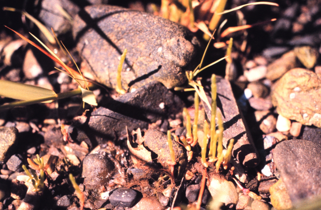 Narragansett Bay National Estuarine Research ReserveGlasswort -Salicornia europaea