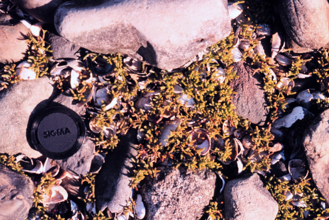 Narragansett Bay National Estuarine Research ReserveGlasswort -Salicornia sp