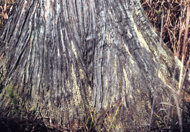 Grand Bay National Estuarine Research Reserve