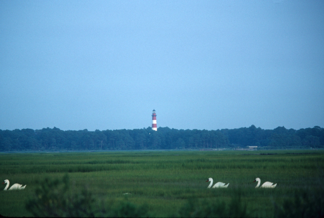 Three mute swans in the marsh with Assateague light house in the background