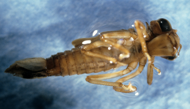 Dragon fly larva (Argia sp