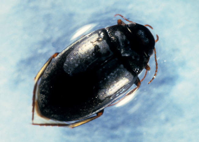Water beetle (Agabus sp